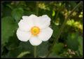 CRW_8516 White and Orange Flower